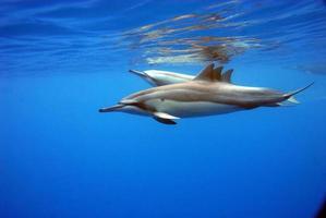 delfini che nuotano appena sotto la superficie foto