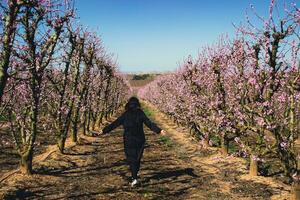 donna a piedi attraverso i campi di fioritura pesca alberi nel primavera. foto