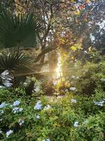 sole leggero con raggi splendente attraverso tropicale palma alberi e fiori foto