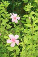 rosa colorato shoeblackplant fiore su giardino foto