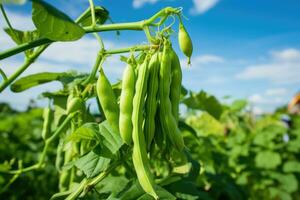 verde fagioli in crescita nel un' giardino nel estate. foto