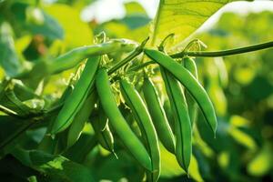 verde fagioli in crescita nel un' giardino nel estate. foto