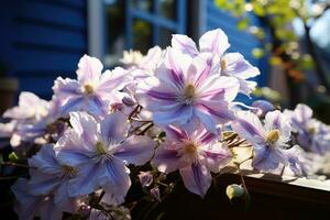 fioritura clematide nel il giardino. foto