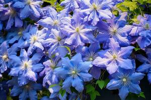 fioritura clematide nel il giardino. foto