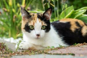 carino giovane tricolore vagante gatto bugie. foto