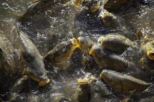 carpa che mangia in uno stagno foto