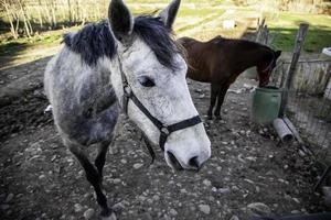 cavallo nella stalla foto