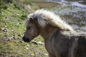 pony in una fattoria foto