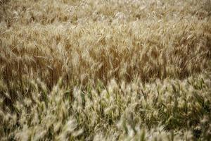 campo di grano in natura