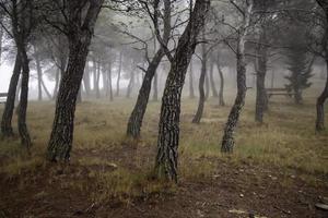 foresta oscura nella nebbia foto