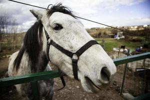 cavallo nella stalla foto