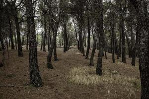 foresta oscura nella nebbia foto