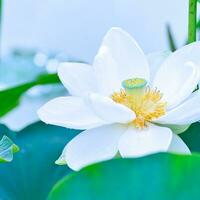 bianca loto fiore con le foglie foto