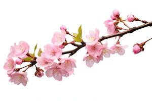 ciliegia fiorire ramo isolato su bianca sfondo con ritaglio sentiero. ciliegia fiorire sakura isolato su bianca sfondo con ritaglio sentiero, ai generato foto