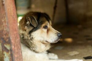 vicino su buio Marrone bianca cane In piedi e in attesa su terra pavimento foto