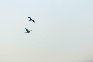 colorato scarlatto giallo verde ara pappagallo e sole conure volante con gruppo nel luminosa blu cielo sfondo foto