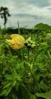 un' giallo fiore è in crescita su un' verde foglia, giallo zucca fiore di Pentecoste verde foglia vicino su foto