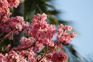 decorazione per giardini tropicali con fiori naturali foto