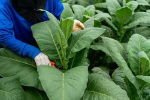 vicino su mano di agricoltori uso giardiniere potatura per tagliare tabacco le foglie a tabacco piantagione. tabacco industria. foto