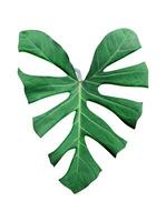 verde foglia isolato su bianca sfondo, un' verde foglia è mostrato nel il forma di un' cuore, verde, foglia, pianta, eco, natura, albero ramo, isolato, vicino su, sfondo, naturale, albero, fresco, giardino, foto