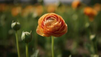 vicino su tiro di un' bellissimo fioritura ranuncolo germoglio nel il campo. persiano ranuncolo fiore azienda agricola a primavera fioritura stagione. ai generativo foto