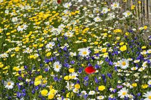 fiori di primavera del regno unito jersey giardino fiorito foto