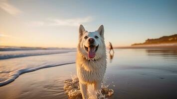 contento cane su un' spiaggia, generativo ai foto