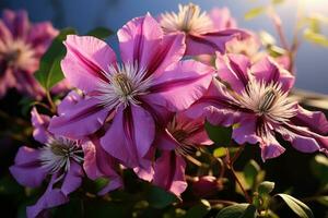 fioritura clematide nel il giardino. foto