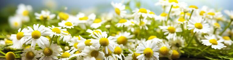 camomilla fiore per un' striscione. generativo ai foto