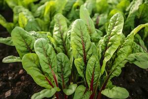 bietola in crescita nel un urbano giardino. giardino barbabietola e insalata le foglie vicino su. generativo ai foto