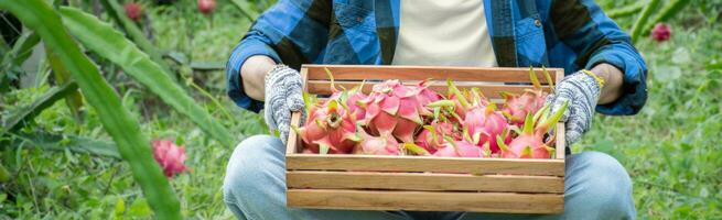 giovane Drago frutta maschio contadino nel plaid camicia seduta e Tenere di legno scatola quale pieno di maturo rosso Drago frutta dentro nel il suo giardino, morbido e selettivo messa a fuoco, concetto per giovane inteligente contadino. foto