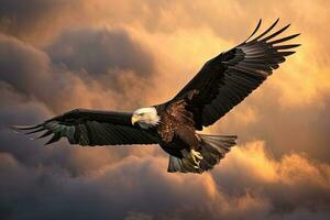 americano Calvo aquila volante nel il nuvole a tramonto. aquila. generativo ai foto