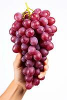 un' mano Tenere un' mazzo di maturo uva simboleggiante il picco stagione di vino raccolta isolato su un' bianca sfondo foto