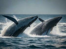 Due grande balene saltare su di il acqua. marino mammiferi, cetacei. ecoturismo e osservazione di selvaggio animali nel loro naturale ambiente. conservazione di in via di estinzione specie foto