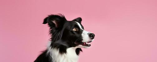 salutare confine collie contro un' pastello rosa sfondo, ai generato foto