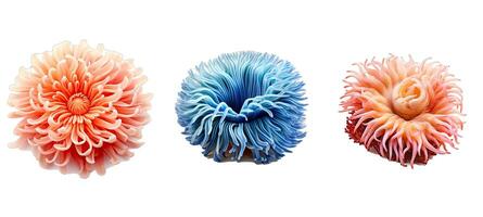 subacqueo mare anemone animale foto