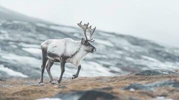 un' svalbard maschio renna con grande corna a piedi nel inverno tundra. generativo ai foto