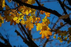 giallo autunno acero le foglie nel un' foresta. acero foglia albero con naturale giallo le foglie foto