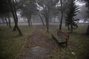 foresta oscura nella nebbia foto