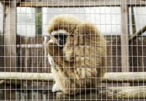 scimmia triste in gabbia foto