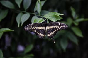 giardino delle farfalle in natura foto