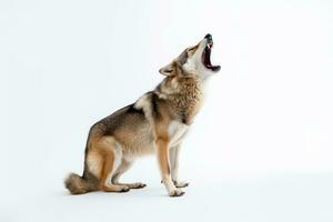 un Immagine di un' lupo ululato su un' bianca sfondo generativo ai foto