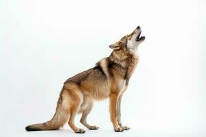 un Immagine di un' lupo ululato nel davanti di un' bianca sfondo generativo ai foto