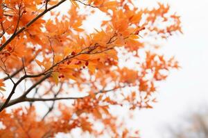 un arancia albero con rosso le foglie contro un' bianca cielo generativo ai foto