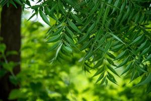azadirachta indica - un ramo di foglie di albero di neem. medicina naturale. foto