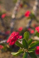 fiore di cactus rosso foto
