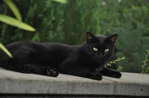 un gatto nero seduto su una pietra foto