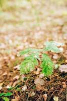 bosco di latifoglie con alberi a crescita sparsa - giovani querce e betulle foto