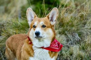 divertente ritratto di cane corgi all'aperto nella foresta foto