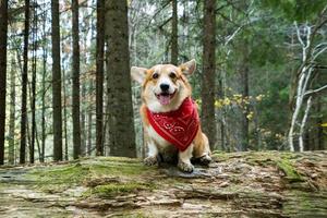 divertente ritratto di cane corgi all'aperto nella foresta foto